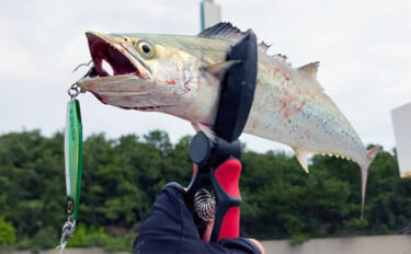 大阪湾『南港魚つり園』で秋の青物シーズン開幕　サワラにブリ族が朝マヅメに好反応！