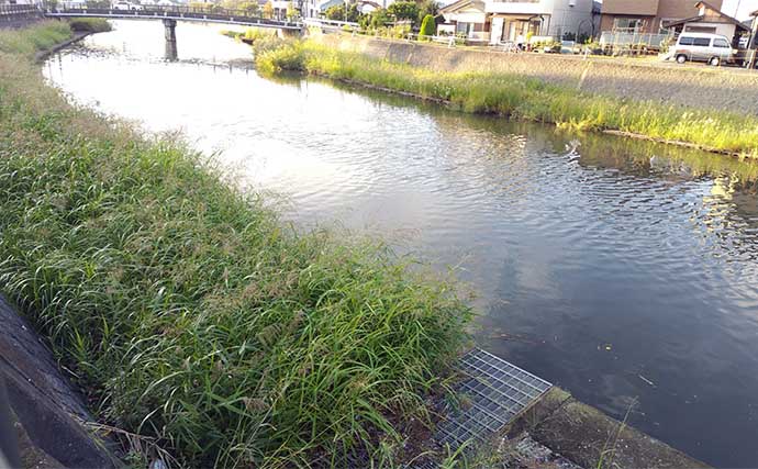 「秋のシーバス釣りハイシーズン突入！」小河川のデイゲーム釣行で本命3匹【千葉】