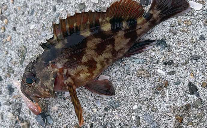 日中の堤防ライトルアー釣りでカサゴと対面【兵庫・垂水漁港】ボトムワインドに反応