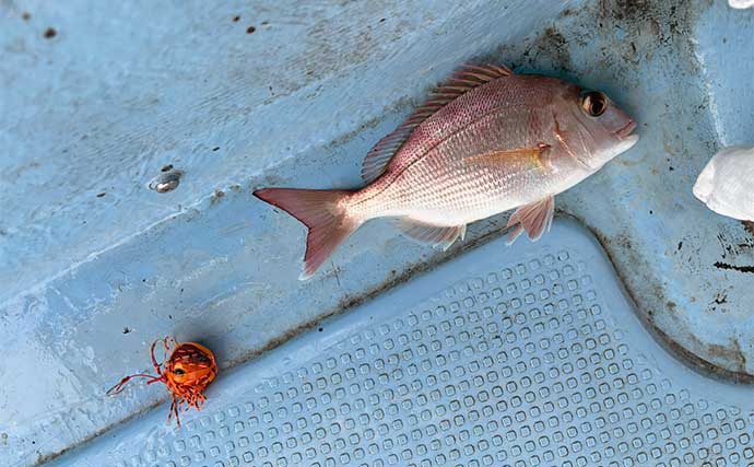 三角沖タイラバ釣行で60cm級真鯛をキャッチ【熊本・涼結丸】サメの横取り被害も