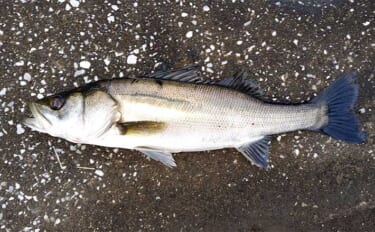 シーバスが【釣れる河川と釣れない河川の違い】　特徴をまとめて解説