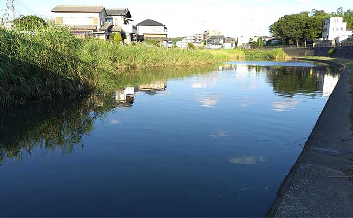 シーバスが【釣れる河川と釣れない河川の違い】　特徴をまとめて解説