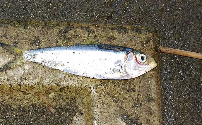 シーバスが【釣れる河川と釣れない河川の違い】　特徴をまとめて解説