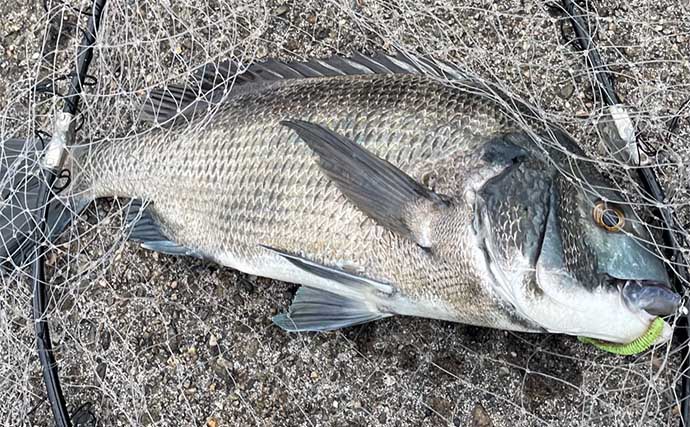 沿岸部におけるチヌの生態　【春夏秋冬の行動と捕食のパターンを知ろう】