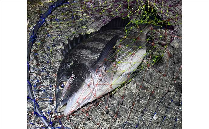 沿岸部におけるチヌの生態　【春夏秋冬の行動と捕食のパターンを知ろう】