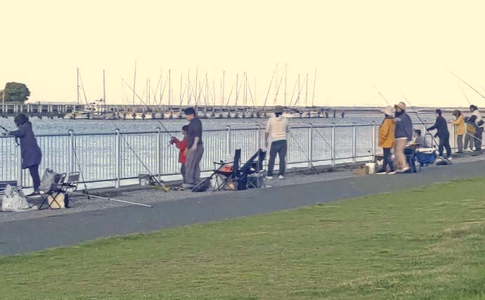 木更津港のサビキ釣りで10cm級マアジ9匹を手中【千葉】時合いは想定外の朝6時過ぎ