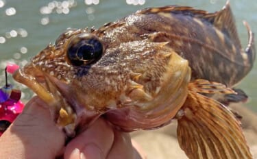 鈴鹿川河口での穴釣りで15cm級カサゴが連発【三重】アオイソメエサでキャッチ