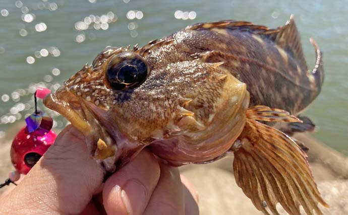 鈴鹿川河口での穴釣りで15cm級カサゴが連発【三重】アオイソメエサでキャッチ