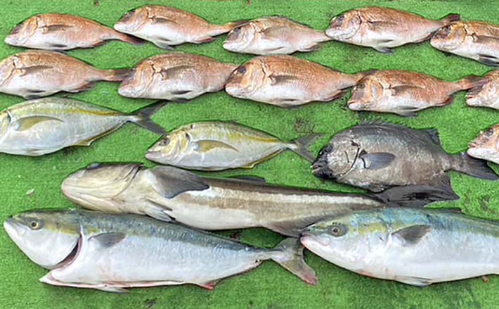 海上釣り堀でレア魚の『ヤンバルスギ』をキャッチ【三重・正徳丸