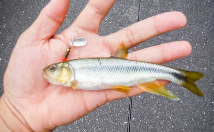 用水路でのルアー釣りでカワムツにシラハエと対面【三重・いなべ】自作スピナーにヒット