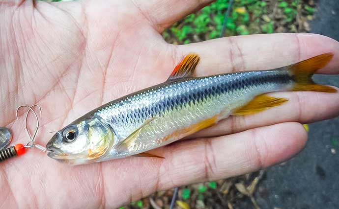 用水路でのルアー釣りでカワムツにシラハエと対面【三重・いなべ】自作スピナーにヒット