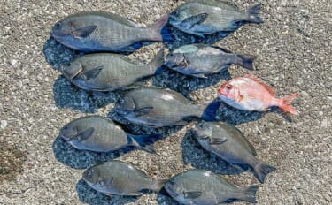 阿曽浦の磯フカセ釣りで37cmを筆頭にグレが連発【三重】秋磯シーズン本…