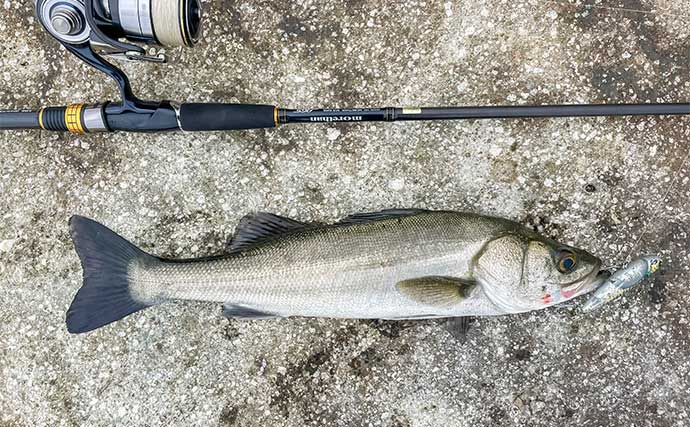 伊勢湾のサーフルアー釣行でシーバス乱舞【三重】ナブラをトップウォータープラグで狙い撃ち