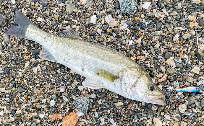 伊勢湾のサーフルアー釣行でシーバス乱舞【三重】ナブラをトップウォータープラグで狙い撃ち