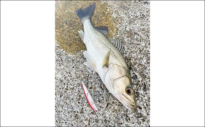 伊勢湾のサーフルアー釣行でシーバス乱舞【三重】ナブラをトップウォータープラグで狙い撃ち