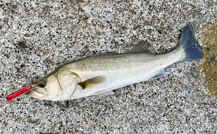 伊勢湾のサーフルアー釣行でシーバス乱舞【三重】ナブラをトップウォータープラグで狙い撃ち