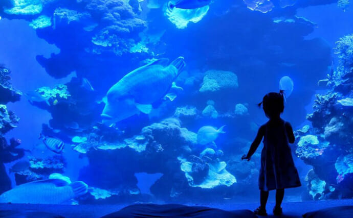 水族館飼育員が他の水族館で【どうしても気になってしまうポイント3選】