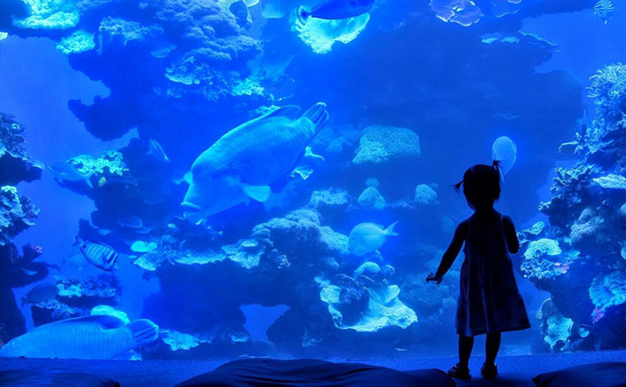 水族館飼育員が他の水族館で【どうしても気になってしまうポイント3選】