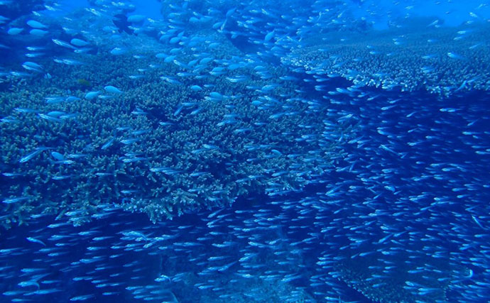 「なぜ群れで泳ぐ魚は互いにぶつからないの？ 」 衝突回避・並走・接近の3つのルールが重要