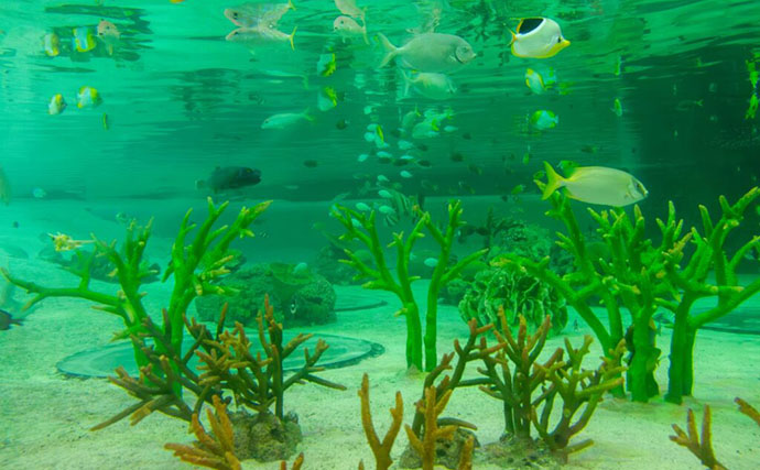 水族館飼育員が他の水族館で【どうしても気になってしまうポイント3選】