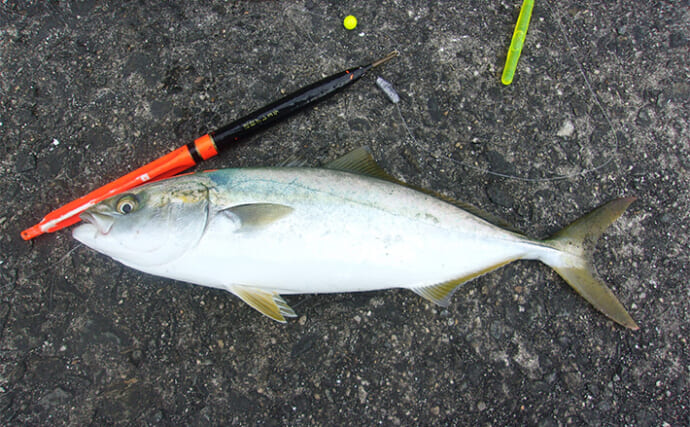 岸和田沖一文字でのノマセ釣りで38cmツバスをキャッチ【大阪】青物シーズン本格化