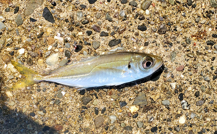 堤防カゴ釣りでマダイ・カワハギ・キジハタなど五目釣りを達成【新潟・直江津港第三東防波堤】