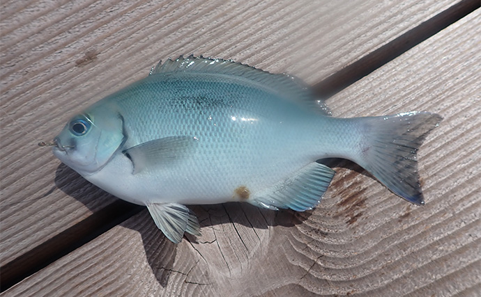 フィッシングパークTOIで海上釣り堀釣行【静岡】高水温に苦戦も尾長メジナとアイゴを手中