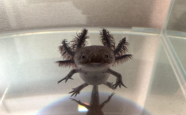 ウーパールーパー」を家で飼ってみた 騒音にストレスを感じて体調不良