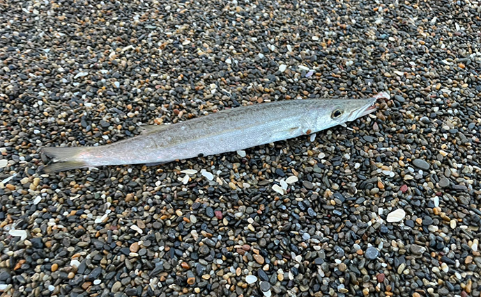 田原サーフのショアジギング釣行でタチウオにカマスにアジ【愛知】時合いは夜明け直後の一瞬