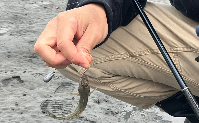 江戸川放水路での陸っぱりハゼ釣りでマハゼ29尾【千葉】釣ったハゼでデイキャンプを満喫