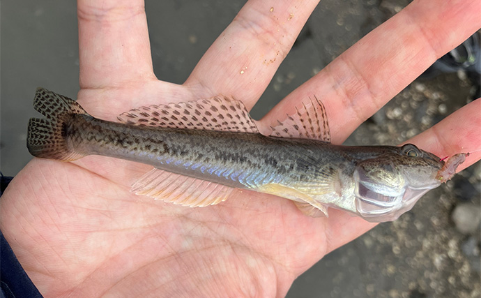 江戸川放水路での陸っぱりハゼ釣りでマハゼ29尾【千葉】釣ったハゼでデイキャンプを満喫