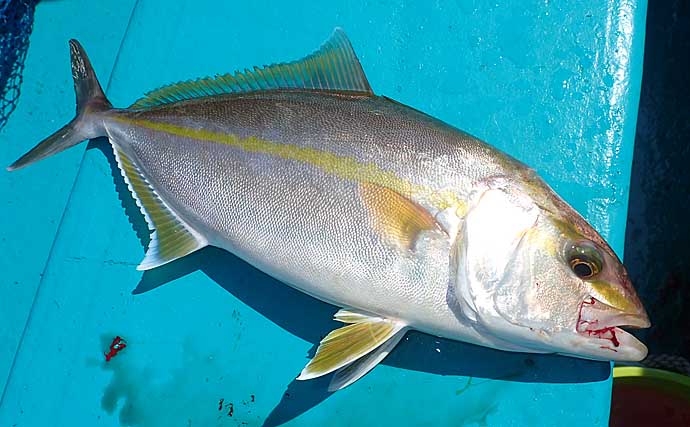 船から大型魚を狙う『落とし込み釣り』　エリアごとのシーズン・ターゲット・釣り方・タックルを解説