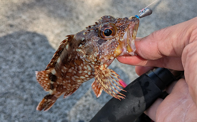 エギング＆ライトソルトゲームの二刀流釣行【三重】600g超アオリイカや根魚をキャッチ