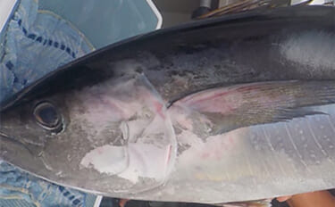 相模湾コマセ釣りで30kg級キハダマグロが浮上【神奈川・洋征丸】好調キ…