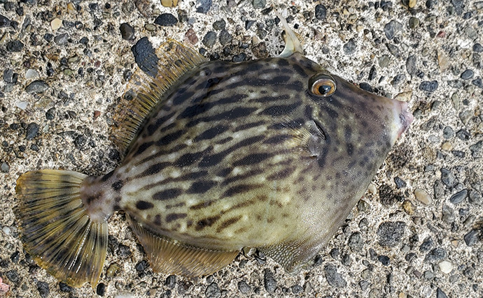 堤防カゴ釣りでマダイ・カワハギ・キジハタなど五目釣りを達成【新潟・直江津港第三東防波堤】