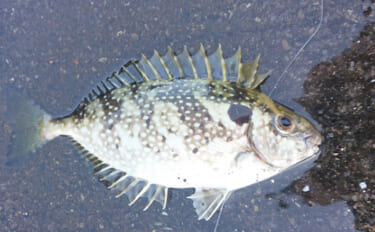 厄介者のゲスト魚「小さいアイゴ」の美味しい食べ方　内臓ごと煮付けるだけ…