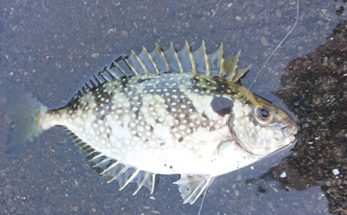 厄介者のゲスト魚「小さいアイゴ」の美味しい食べ方　内臓ごと煮付けるだけでOK