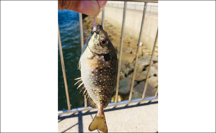 厄介者のゲスト魚「小さいアイゴ」の美味しい食べ方　内臓ごと煮付けるだけでOK