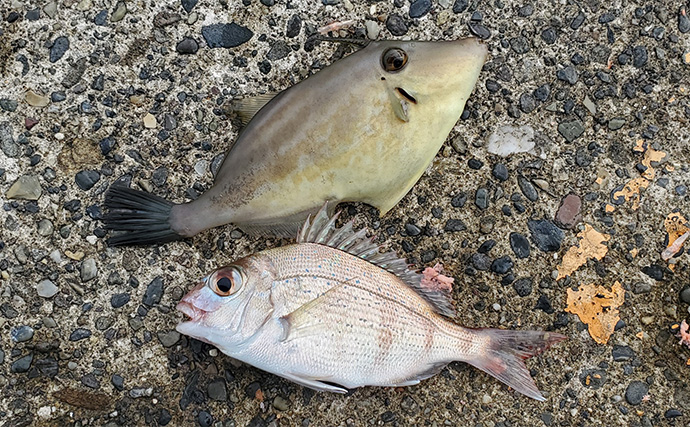 堤防カゴ釣りでマダイ・カワハギ・キジハタなど五目釣りを達成【新潟・直江津港第三東防波堤】