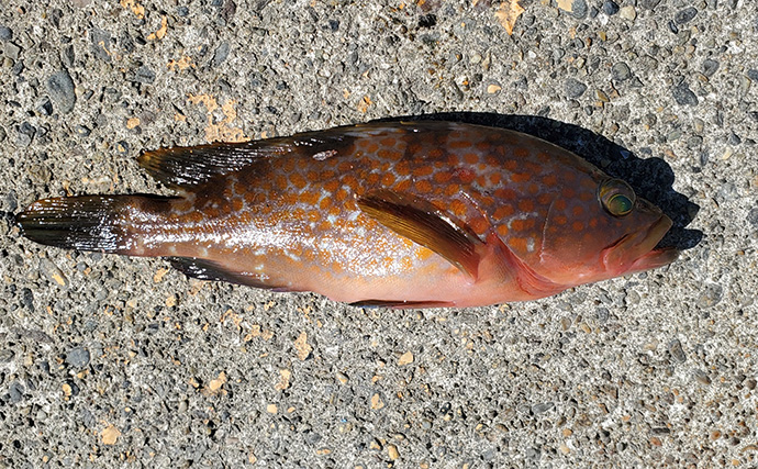 堤防カゴ釣りでマダイ・カワハギ・キジハタなど五目釣りを達成【新潟・直江津港第三東防波堤】