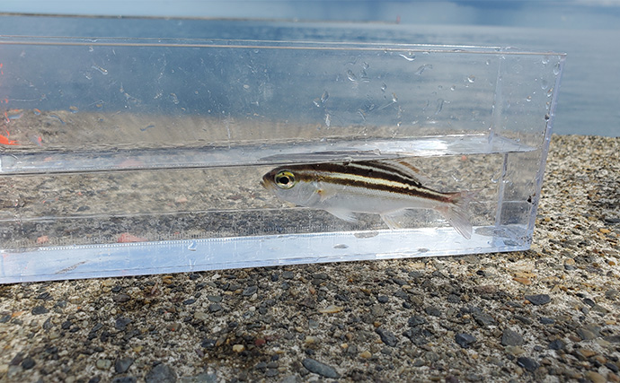 堤防カゴ釣りでマダイ・カワハギ・キジハタなど五目釣りを達成【新潟・直江津港第三東防波堤】