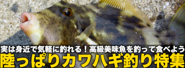 陸っぱりカワハギ釣り特集