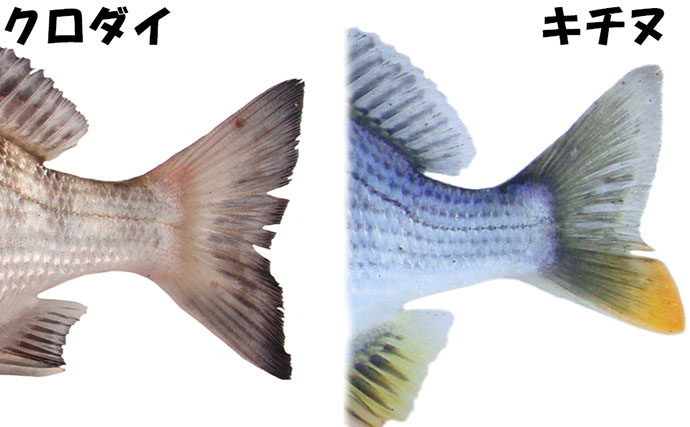 見た目がよく似ている【クロダイ・キチヌ・へダイの違い】を見分ける方法