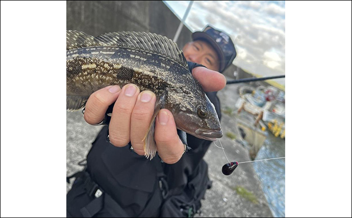 秋の堤防ロックフィッシュゲームで45cm級アイナメをキャッチ【北海道・噴火湾】軽いリグが奏功