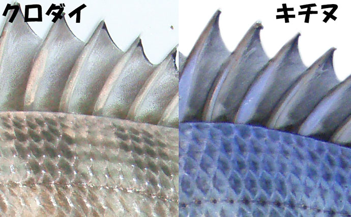 見た目がよく似ている【クロダイ・キチヌ・へダイの違い】を見分ける方法