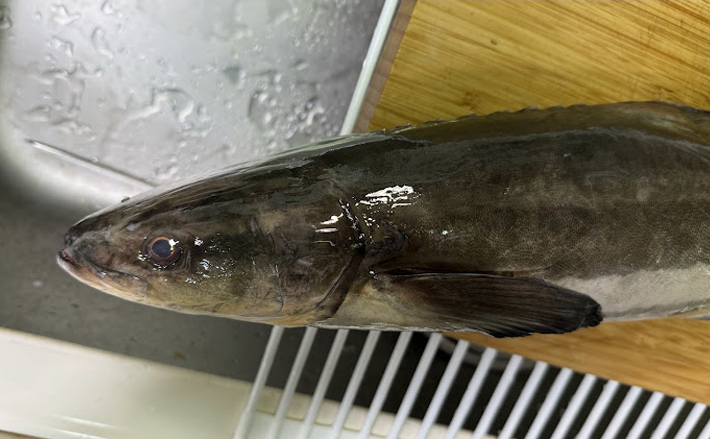 昔はカンパチの偽装魚だった『スギ』 見た目は小判のない「コバンザメ
