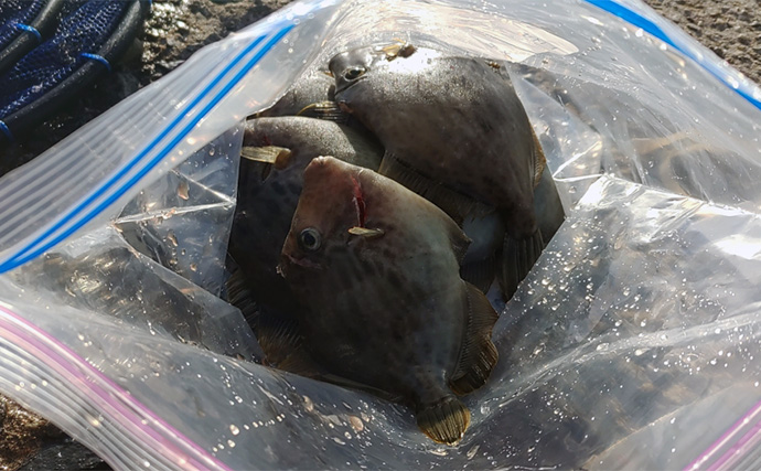 美味魚「カワハギ」の刺身と肝を【最高に美味しく食べる方法】徹底した温度管理が決め手