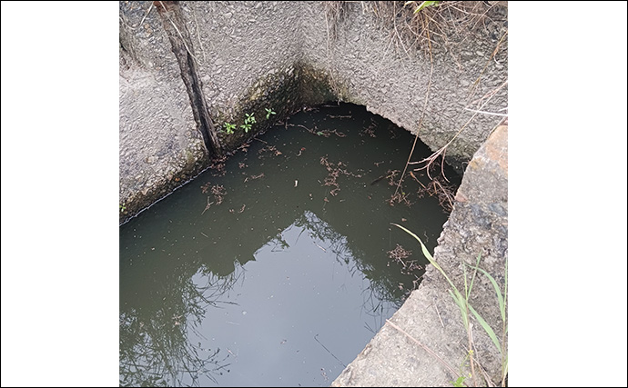 散歩気分で秋の淡水小物釣りを満喫【埼玉】減水した用水路でコイやフナと戯れる