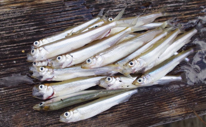 【堤防サビキ釣りとワカサギ釣りの共通点】5選　初心者向きの冬の釣りはワカサギで決まり！