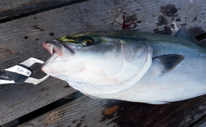 海上釣り堀で【ブリ・ヒラマサ・カンパチを狙い撃ちする方法】魚種ごとに最適なエサとは？